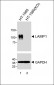 LAMP1 Antibody [Knockout Validated]